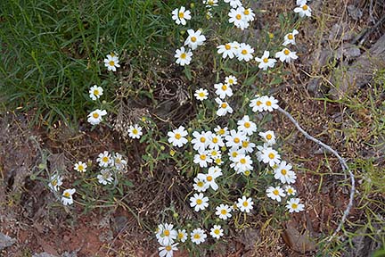 Daisies, Sycamore Canyon, April 16, 2015